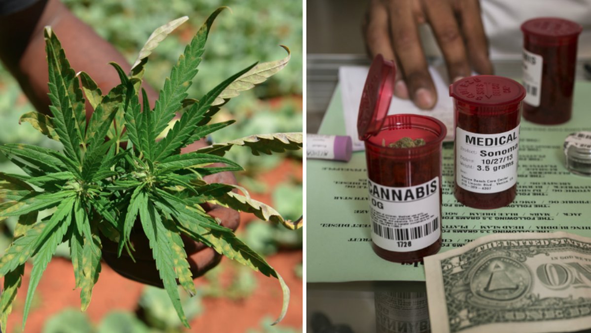 Nu ska marijuana i medicin bli lagligt.